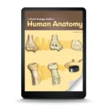 A Visual Analogy Guide to Human Anatomy, 4th Edition